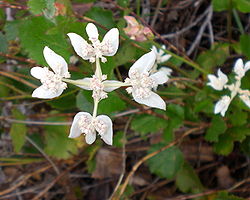  Xanthosia rotundifolia
