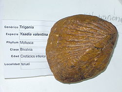  Fossile de Yaadia valentina