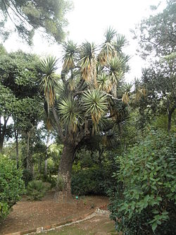  Le Yucca filifera décrit par Chabaud en 1876 pour déterminer le taxon d'origine.Le Plantier de Costebelle, Hyères, France.(Revue Horticole no 48, p. 432, fo 97, 1876)