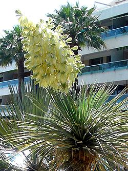  Yucca thompsoniana : détail de l'inflorescence.