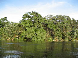 Rive de l'Alima, entre Oyo et le confluent avec le Congo.