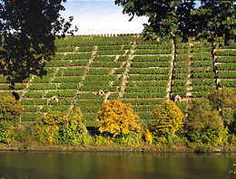 Vignes sur les bords du Neckar à Stuttgart