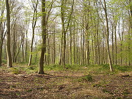 La forêt de Roumare au printemps.JPG