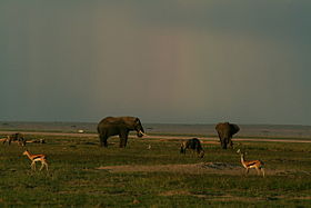 Image illustrative de l'article Parc national d'Amboseli