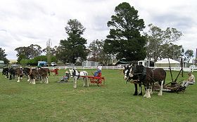 Aust Draught Horses.JPG