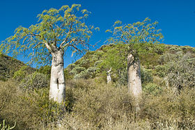 Baobabs at Sarodrano.jpg