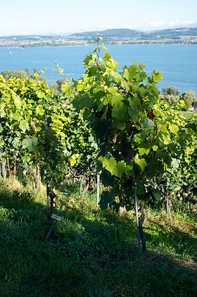 Pied de Gamaret dans les vignobles du Vully, en Suisse