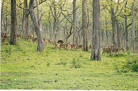 Image illustrative de l'article Parc national de Bandipur