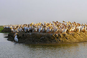 Image illustrative de l'article Parc national des oiseaux du Djoudj