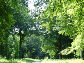 Variété des essences de la forêt d'Hesdin dans le sous-bois du secteur de la Jatte.