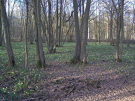 Forêt de Sénart - Jonquilles.jpg