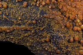 Mounanatite (brun) et francevillite (orange), mine de Mounana, Gabon (7×4,5 cm)