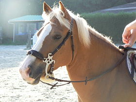 Halfeng Horse wearing hackamore.jpg
