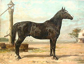 Hungarianhorse.jpg