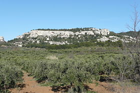 Image illustrative de l'article Olives noires de la vallée des Baux-de-Provence AOC