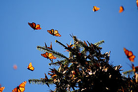 Image illustrative de l'article Réserve de biosphère du papillon monarque