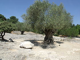 Image illustrative de l'article Olive de Nîmes AOC