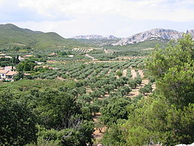 Image illustrative de l'article Huile d'olive de la vallée des Baux-de-Provence AOC