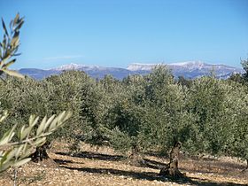 Image illustrative de l'article Huile d'olive de Haute-Provence AOC