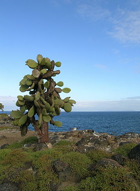Un cactus (Opuntia echios var. barringtonensis) et des mouettes à queue fourchue (Creagrus furcatus) sur l'île Santa Fe.