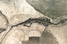 Le Pachypleurosaurus, un fossile qui a été découvert au Monte San Giorgio.