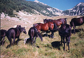 Pirin Karakachan horses.jpg