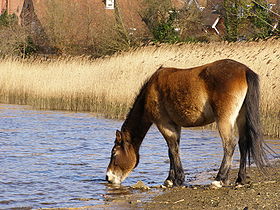 Pony drinking from the mill dam beaulieu.JPG