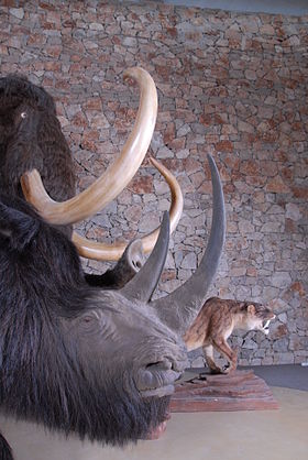 Profil du troupeau prehistorique - Musée de Préhistoire des gorges du Verdon .jpg