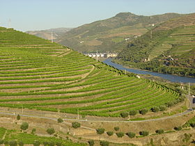 Vignoble de la vallée du Haut Douro