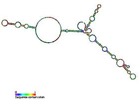 structure secondaire de la sous-unité ARN de la télomérase humaine. Le pseudonœud est à gauche.