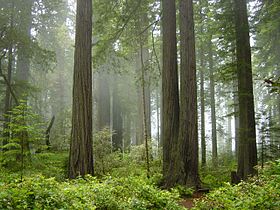 Image illustrative de l'article Parc national de Redwood
