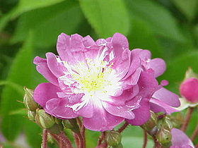 Image illustrative de l'article Veilchenblau (rose)