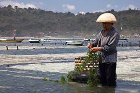 Culture des algues à Nusa Lembongan