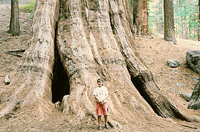 Image illustrative de l'article Parc national de Sequoia