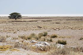 Image illustrative de l'article Parc national d'Etosha