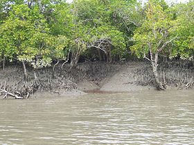 Image illustrative de l'article Parc national des Sundarbans