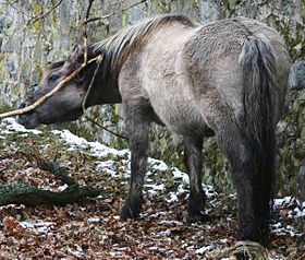 Reconstitution d'un Tarpan, animal photographié en 2004, en Allemagne, que l'on croit phénotypiquement proche de l'ancêtre du cheval domestique.