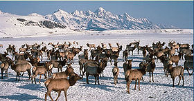 Image illustrative de l'article National Elk Refuge
