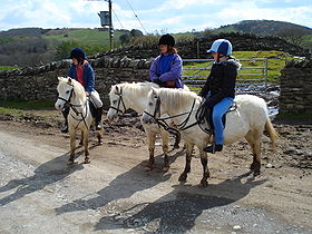 Welsh Mountain Ponies.jpg