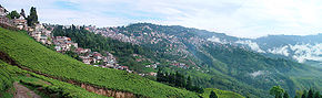 Panorama de Darjeeling et vue des plantations de thé