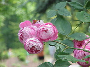 Rosa sp.237.jpg