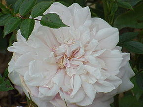 Rosa sp.265.jpg