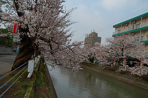 2007 Sakura of Fukushima-e 002.jpg