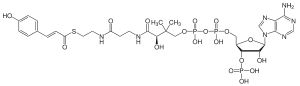 Coumaroyl-coenzyme A
