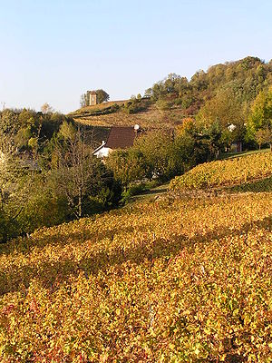 Arbois vineyard tour Canoz.jpg