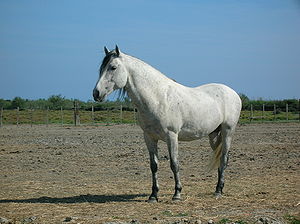 Camargue horse.jpg