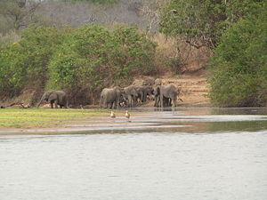 Des éléphants dans la réserve de Sélous