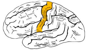 Gray726 precentral gyrus.png