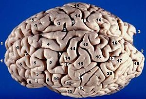 Human brain superior-lateral view description.JPG