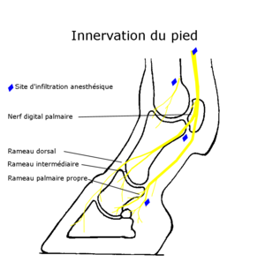 Innervation du pied